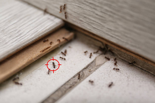 Pest Control for Restaurants in Hillsdale, MI