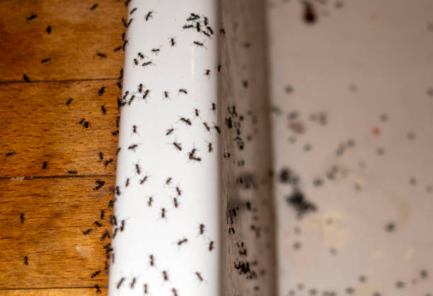 Best Best Pest Control Companies  in Hillsdale, MI